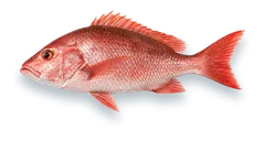 Studio photograph of a Red Snapper (Lutjanus campechanus), side view, on a white background