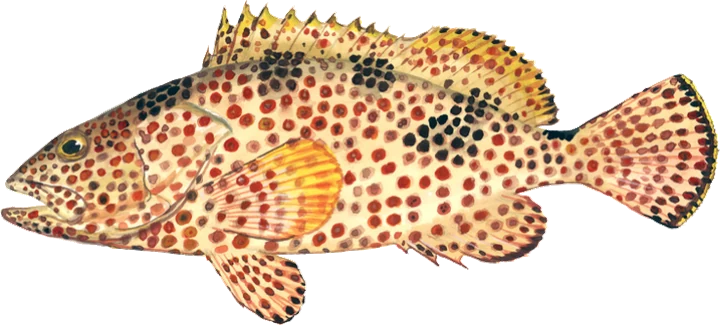Rock Hind