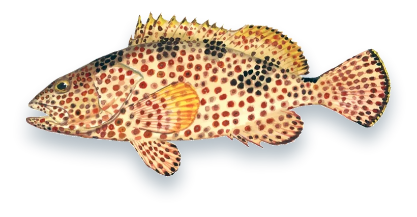 Illustration of a Rock Hind (Epinephelus adscensionis), side view, on a white background