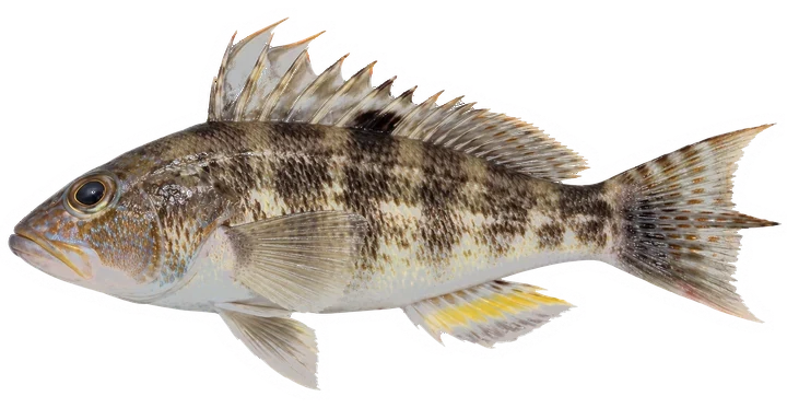 Studio photograph of a Rock Sea Bass (Centropristis philadelphica), side view, on a white background