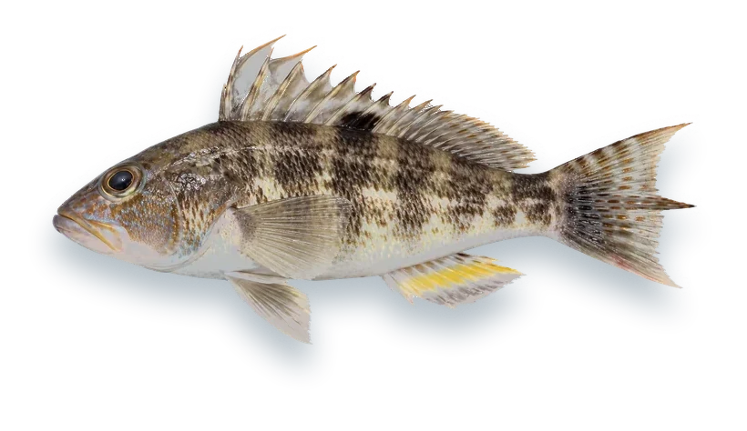 Studio photograph of a Rock Sea Bass (Centropristis philadelphica), side view, on a white background