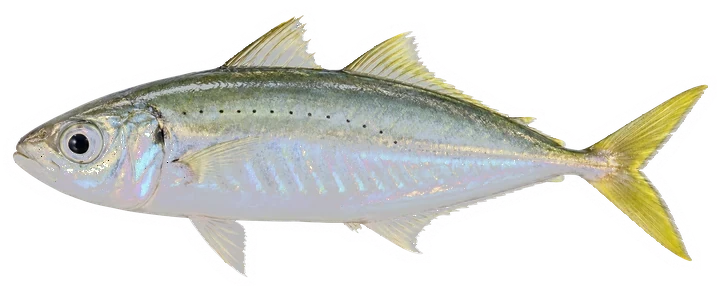 Studio photograph of a Round Scad (Decapterus punctatus), side view, on a white background