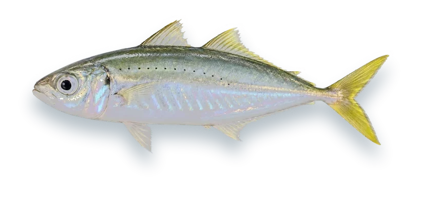 Studio photograph of a Round Scad (Decapterus punctatus), side view, on a white background