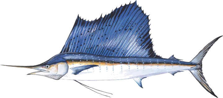Sailfish