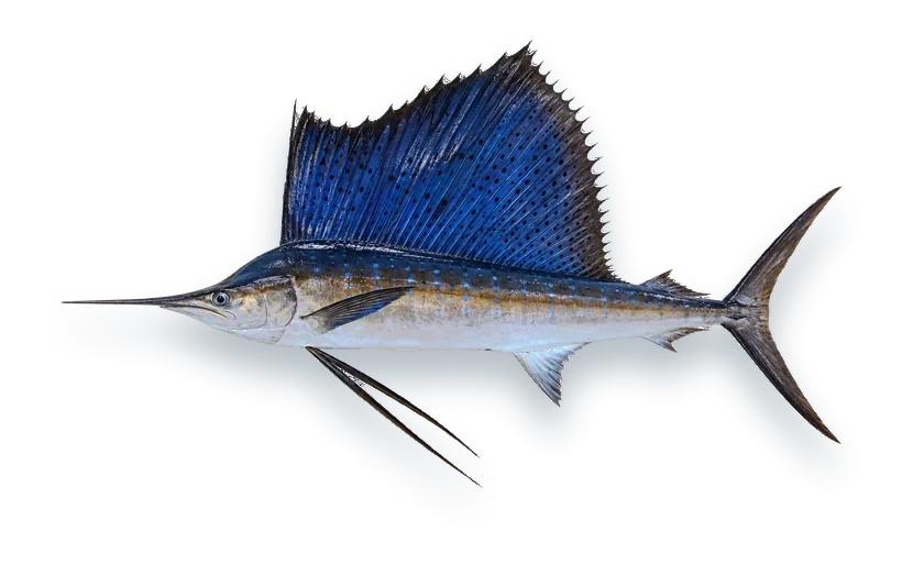 Studio photograph of a Sailfish (Istiophorus platypterus), side view, on a white background