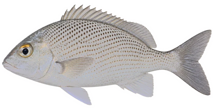 Studio photograph of a Sailors Choice (Haemulon parra), side view, on a white background