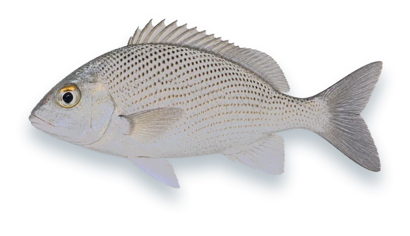 Studio photograph of a Sailors Choice (Haemulon parra), side view, on a white background