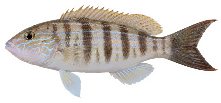 Studio photograph of a Sand Perch (Diplectrum formosum), side view, on a white background