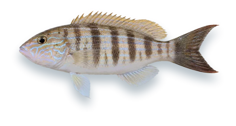 Studio photograph of a Sand Perch (Diplectrum formosum), side view, on a white background