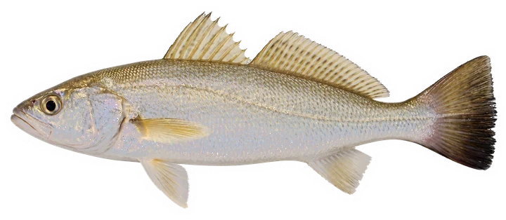 Studio photograph of a Sand Seatrout (Cynoscion arenarius), side view, on a white background