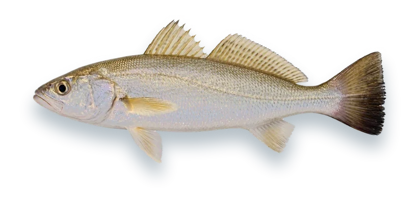 Studio photograph of a Sand Seatrout (Cynoscion arenarius), side view, on a white background