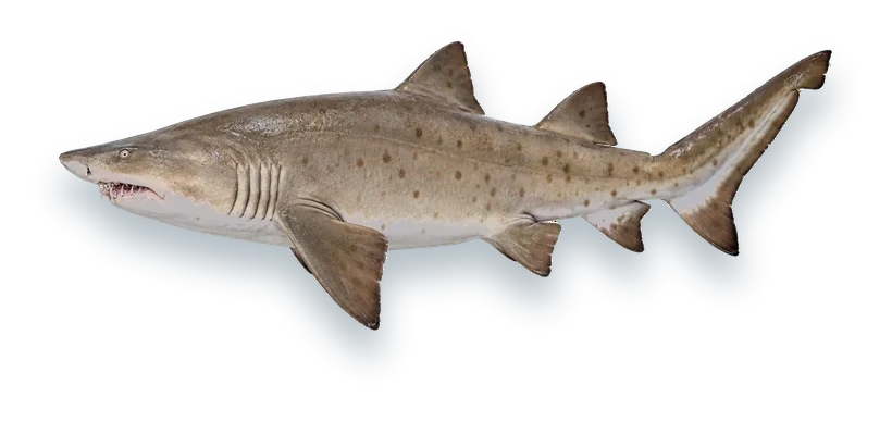 Studio photograph of a Sand Tiger (Carcharias taurus), side view, on a white background