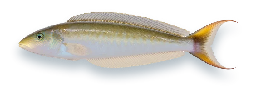 Studio photograph of a Sand Tilefish (Malacanthus plumieri), side view, on a white background