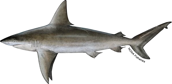 Sandbar Shark