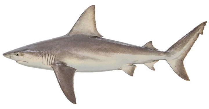Studio photograph of a Sandbar Shark (Carcharhinus plumbeus), side view, on a white background
