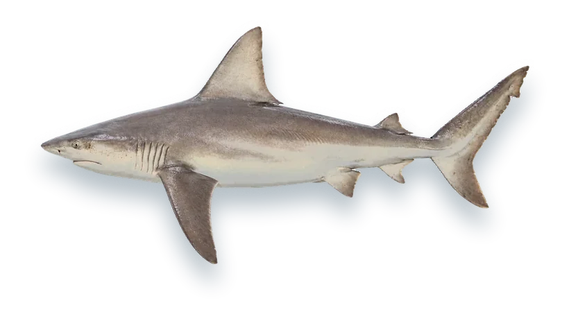 Studio photograph of a Sandbar Shark (Carcharhinus plumbeus), side view, on a white background