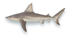 Studio photograph of a Sandbar Shark (Carcharhinus plumbeus), side view, on a white background