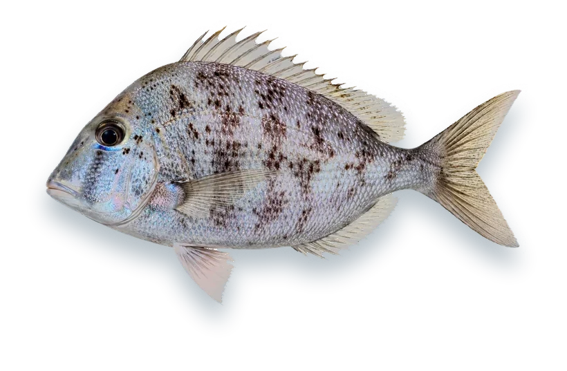 Studio photograph of a Saucereye Porgy (Calamus calamus), side view, on a white background