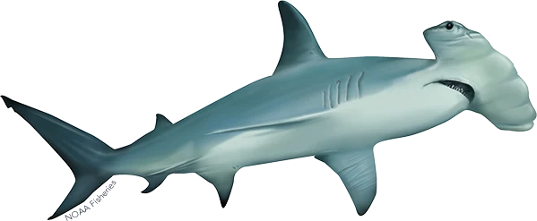 Scalloped Hammerhead