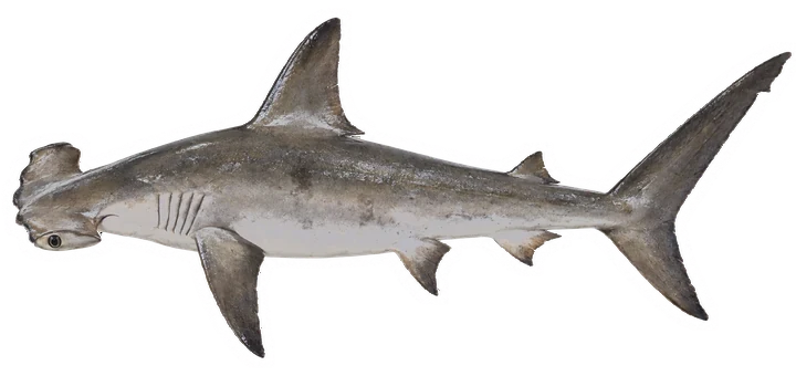 Studio photograph of a Scalloped Hammerhead (Sphyrna lewini), side view, on a white background