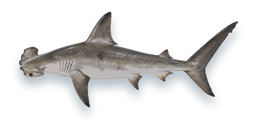 Studio photograph of a Scalloped Hammerhead (Sphyrna lewini), side view, on a white background