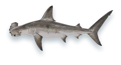 Studio photograph of a Scalloped Hammerhead (Sphyrna lewini), side view, on a white background