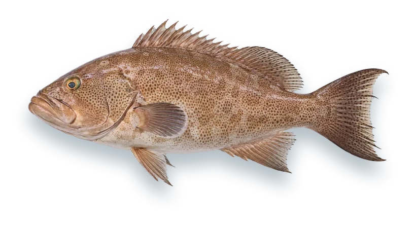 Studio photograph of a Scamp Grouper (Mycteroperca phenax), side view, on a white background