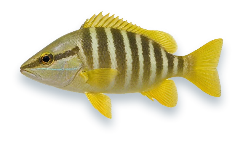 Studio photograph of a Schoolmaster Snapper (Lutjanus apodus), side view, on a white background