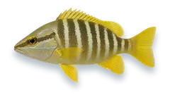 Studio photograph of a Schoolmaster Snapper (Lutjanus apodus), side view, on a white background