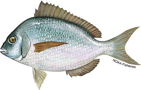 Scup