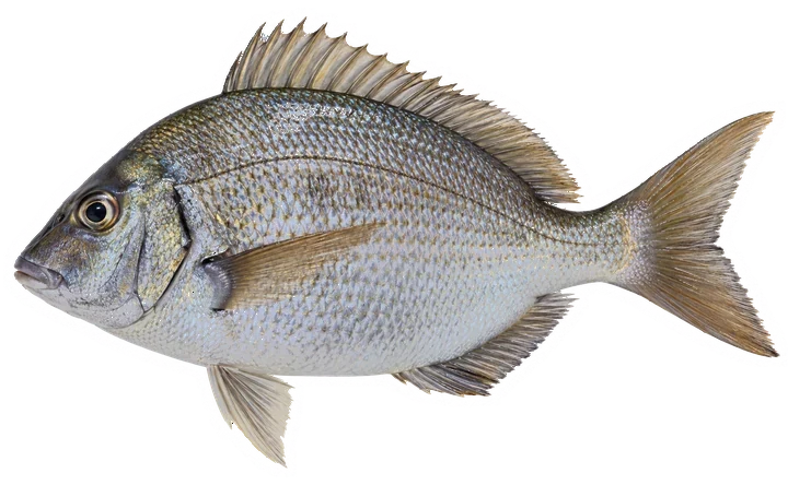 Studio photograph of a Scup (Stenotomus chrysops), side view, on a white background
