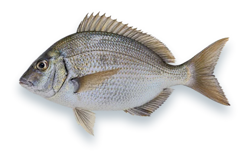 Studio photograph of a Scup (Stenotomus chrysops), side view, on a white background