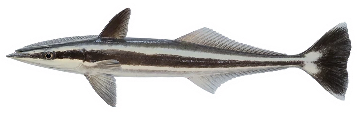 Studio photograph of a Sharksucker (Echeneis naucrates), side view, on a white background