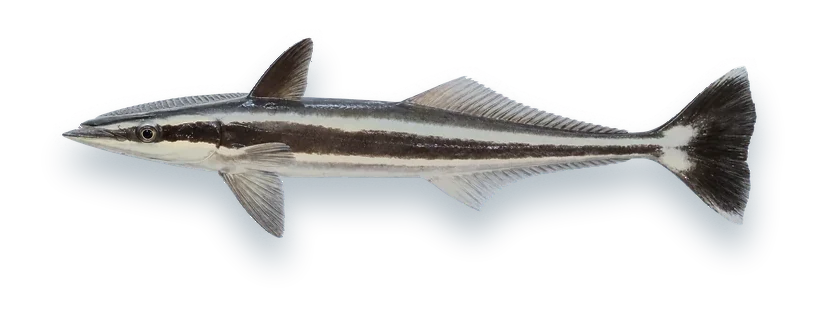 Studio photograph of a Sharksucker (Echeneis naucrates), side view, on a white background