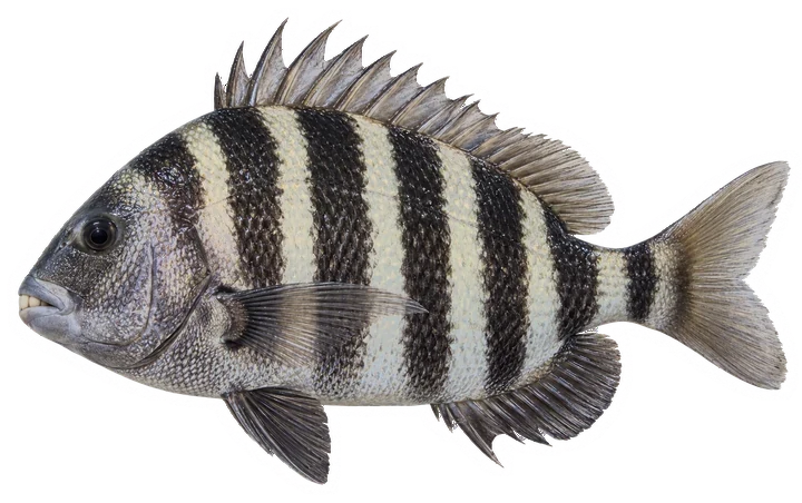 Studio photograph of a Sheepshead (Archosargus probatocephalus), side view, on a white background