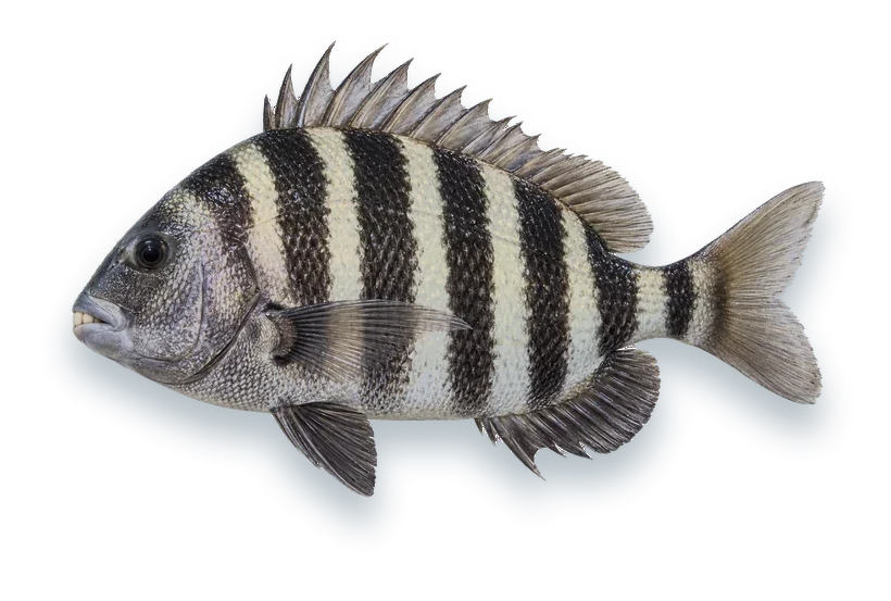 Studio photograph of a Sheepshead (Archosargus probatocephalus), side view, on a white background