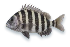 Studio photograph of a Sheepshead (Archosargus probatocephalus), side view, on a white background