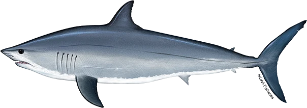 Shortfin Mako