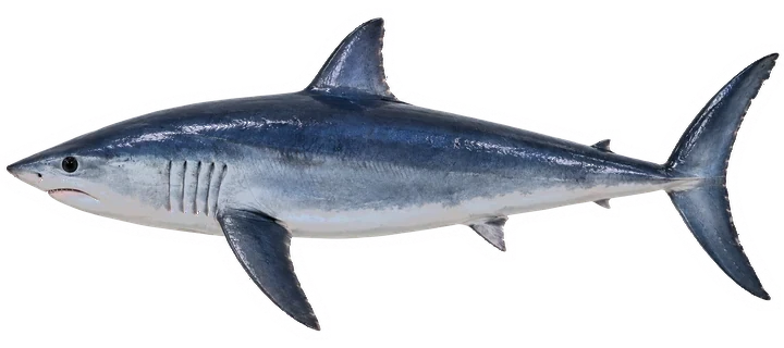 Studio photograph of a Shortfin Mako (Isurus oxyrinchus), side view, on a white background