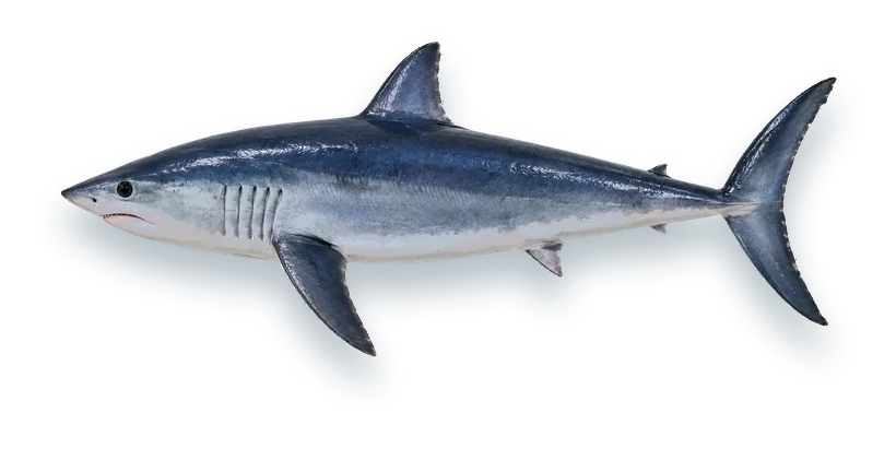 Studio photograph of a Shortfin Mako (Isurus oxyrinchus), side view, on a white background
