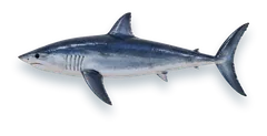 Studio photograph of a Shortfin Mako (Isurus oxyrinchus), side view, on a white background