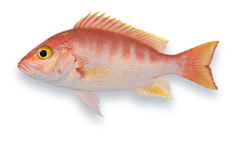 Studio photograph of a Silk Snapper (Lutjanus vivanus), side view, on a white background