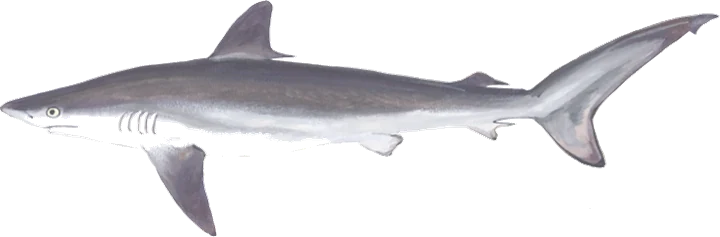 Silky Shark