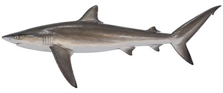 Studio photograph of a Silky Shark (Carcharhinus falciformis), side view, on a white background