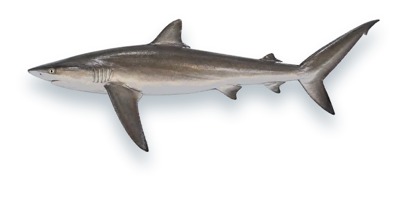 Studio photograph of a Silky Shark (Carcharhinus falciformis), side view, on a white background