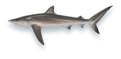 Studio photograph of a Silky Shark (Carcharhinus falciformis), side view, on a white background