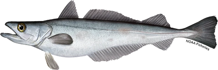 Silver Hake