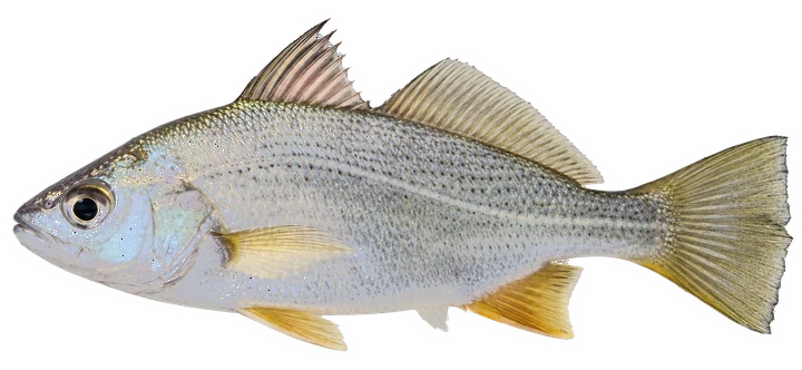 Studio photograph of a Silver Perch (Bairdiella chrysoura), side view, on a white background