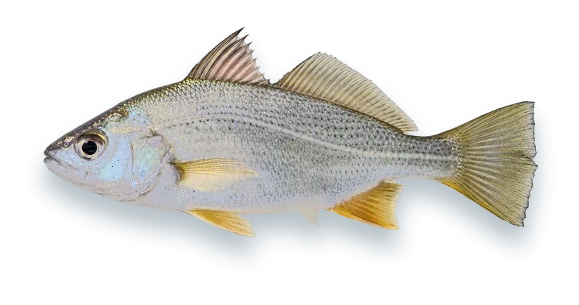Studio photograph of a Silver Perch (Bairdiella chrysoura), side view, on a white background