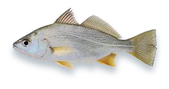 Studio photograph of a Silver Perch (Bairdiella chrysoura), side view, on a white background